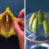 13-interesting-gardening-tricks-you-need-to-know