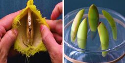 13-interesting-gardening-tricks-you-need-to-know