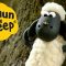 شکل گیری با Shaun & Buzz Off Bees | Shaun the Sheep S1